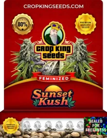 Sunset Kush Feminized
