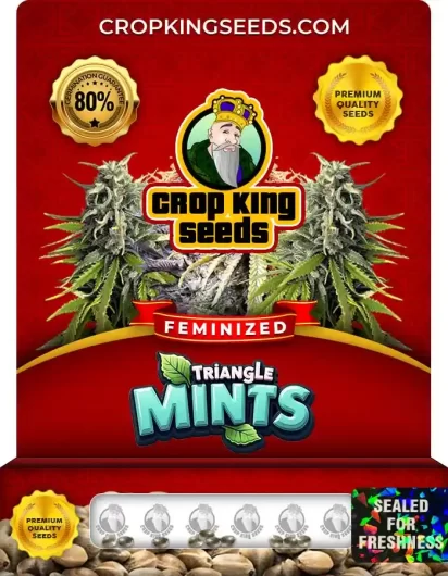 Triangle Mints Feminized