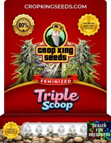 Triple Scoop Feminized