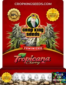 Tropicana Cherry Feminized