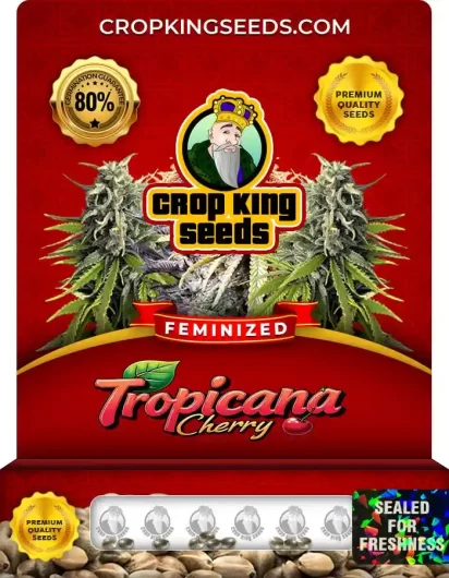 Tropicana Cherry Strain