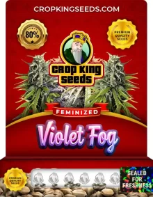 Violet Fog Feminized