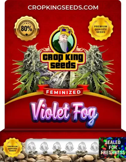 Violet Fog Feminized