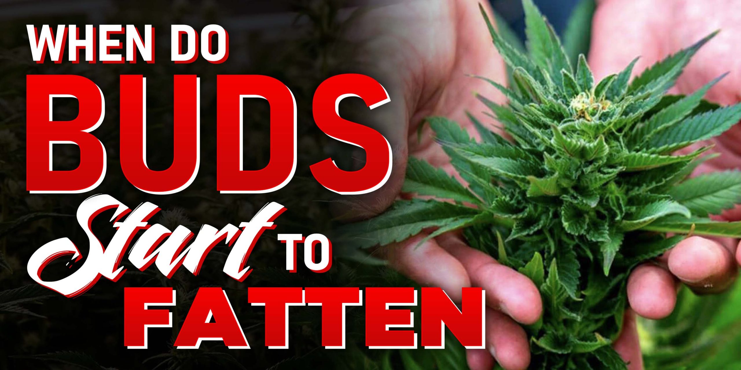 When Do Buds Start To Fatten