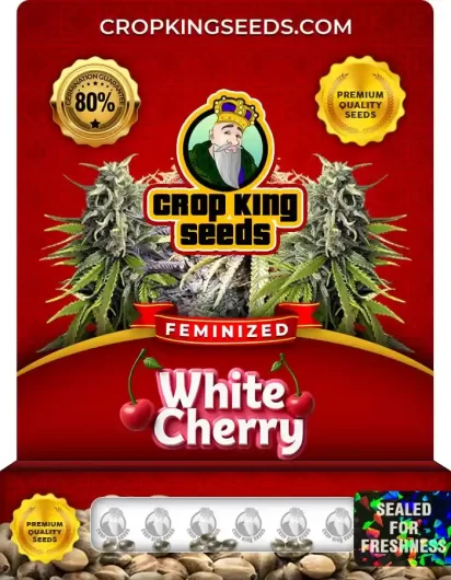 White Cherry Feminized