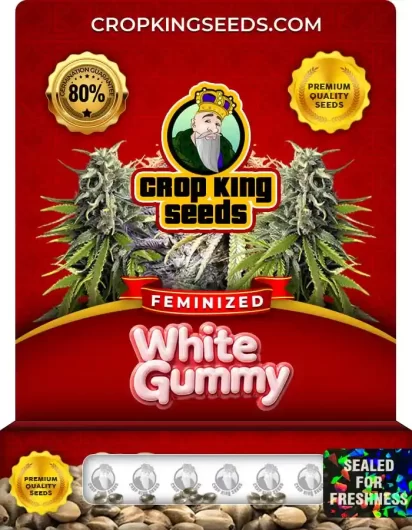 White Gummy Feminized