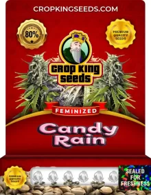 Candy Rain Strain