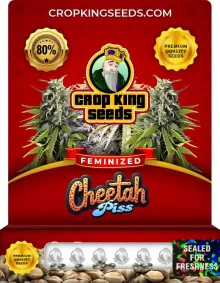 Cheetah Piss Strain