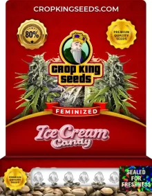 Ice Cream Candy Strain
