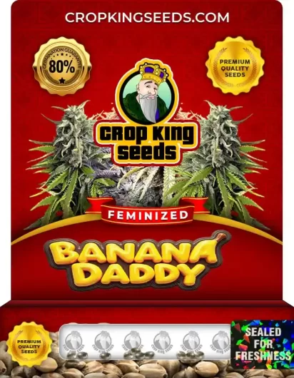banana daddy strain