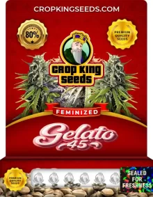 Gelato 45 Strain