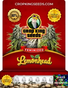 Lemonhead Strain