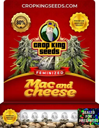 Mac and Cheese Strain