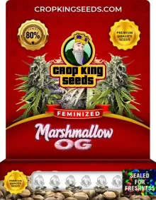 Marshmallow OG Strain