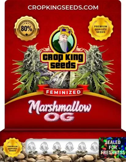 Marshmallow OG Strain