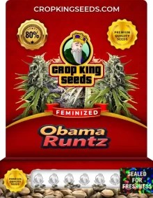 Obama Runtz Strain Feminized Marijuana Seeds