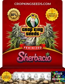 Sherbacio Strain