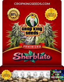 Sherblato Strain