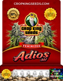 Adios MF Strain