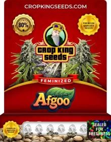 Afgoo Strain