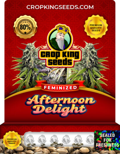 Afternoon Delight Strain