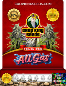 All Gas Strain Feminized