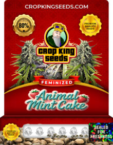 Animal Mint Cake Strain Feminized