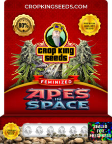 Apes in Space Strain Feminized