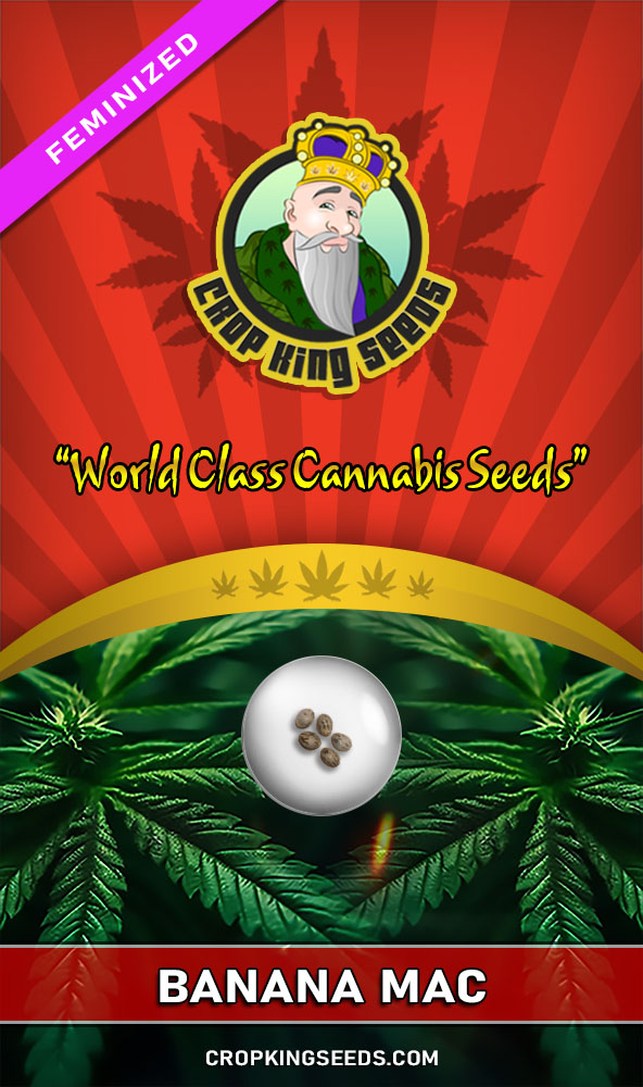 Buy Banana Mac Strain Feminized Marijuana Seeds Crop King Seeds