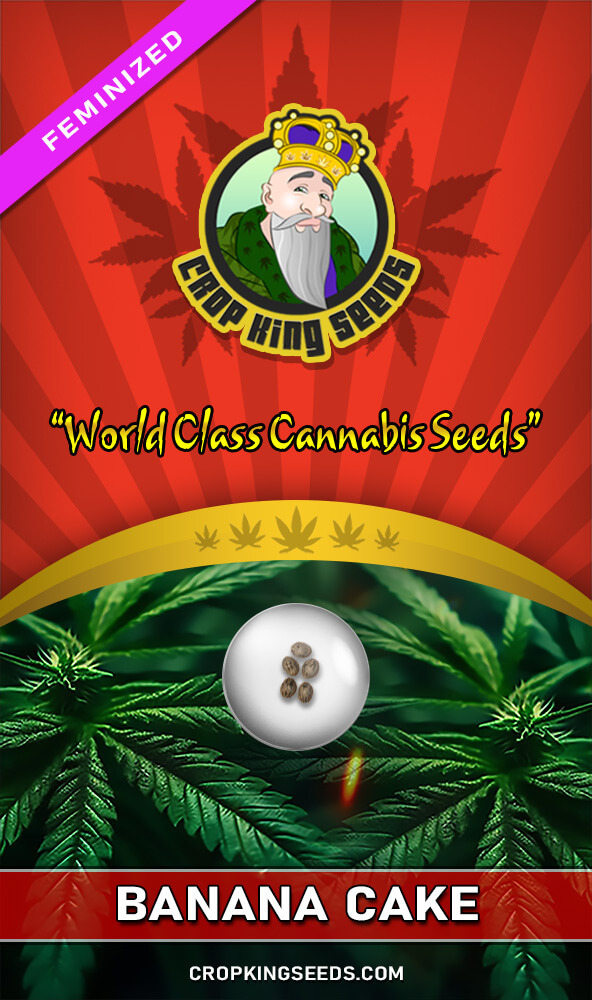 Banana Cake Strain Feminized