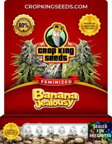 Banana Jealousy Strain