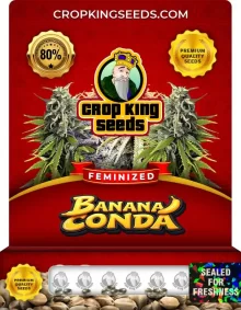 Bananaconda Feminized