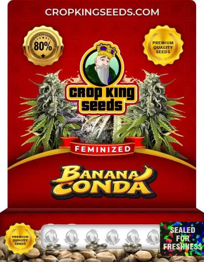 Bananaconda Feminized