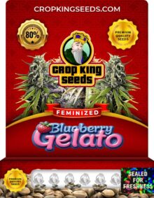 Blueberry Gelato Strain