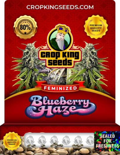 Blueberry Haze Strain