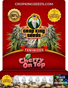 Cherry on Top Strain