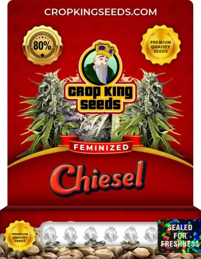 Chiesel Feminized