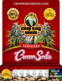 Cream Soda Feminized