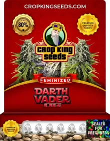 Darth Vader OG Feminized