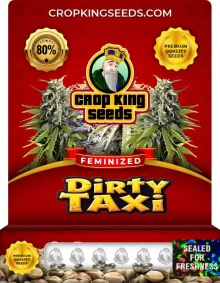 Dirty Taxi Feminized