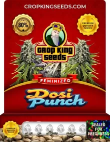 Dosi Punch Feminized
