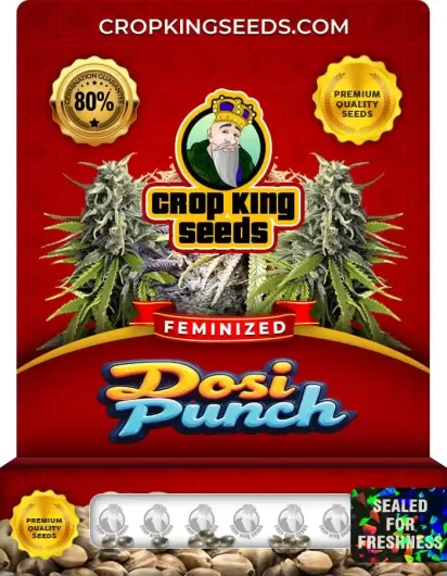 Dosi Punch Feminized