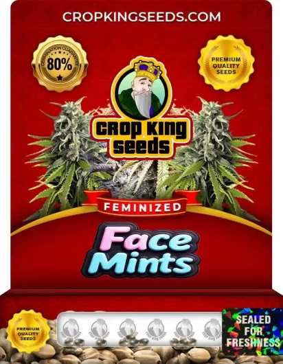 Face Mints Feminized