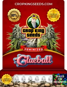 Glueball Feminized