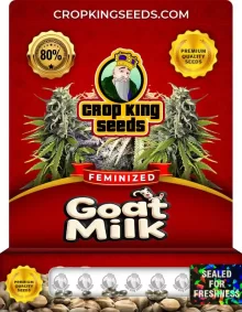 Goat Milk Strain Feminized Marijuana Seeds