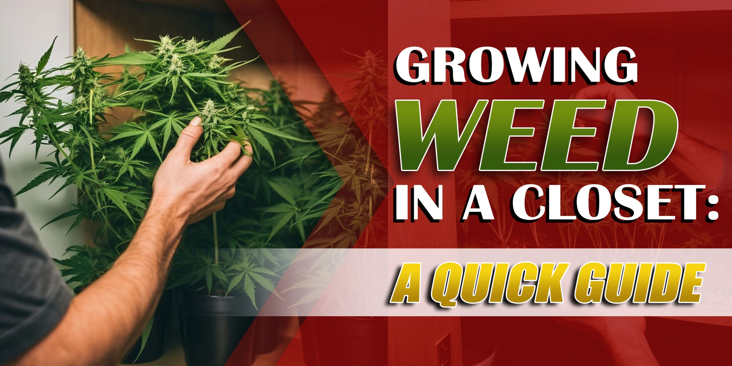 Growing Weed In A Closet