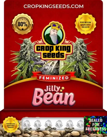 Jilly Bean Feminized