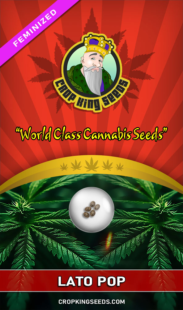 Buy Lato Pop Strain Feminized Marijuana Seeds Crop King Seeds