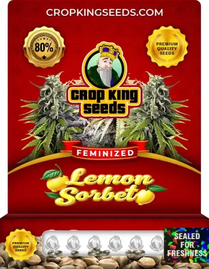 Lemon Sorbet Feminized