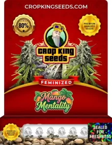 Mango Mentality Feminized